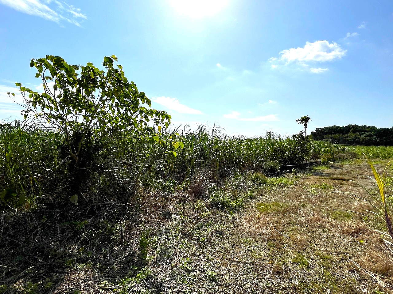 平良東仲宗根添　宮原公園近く　5104坪　畑　