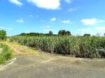 平良東仲宗根添 宮原公園近く 5104坪 畑