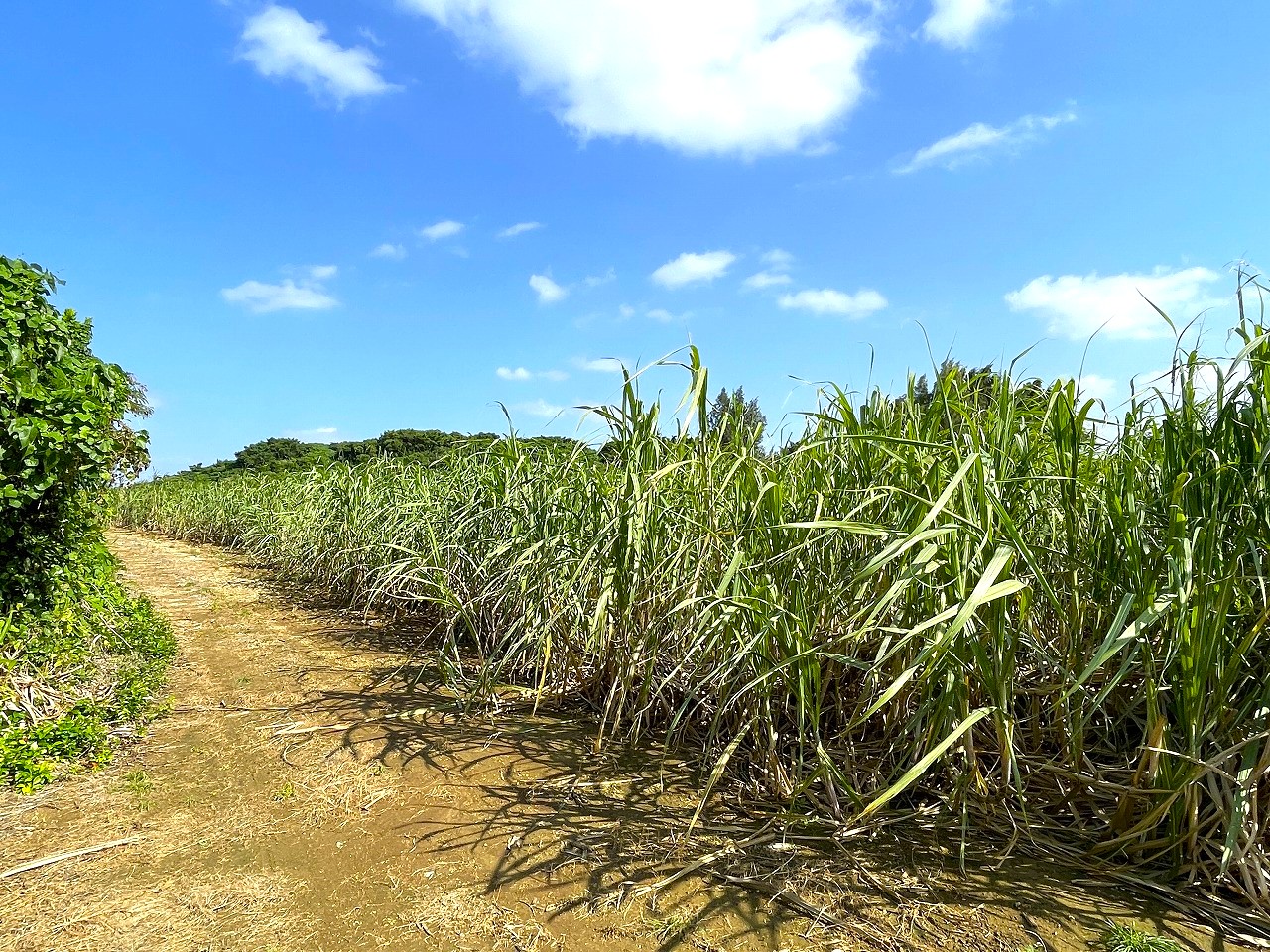 平良東仲宗根添　宮原公園近く　5104坪　畑　