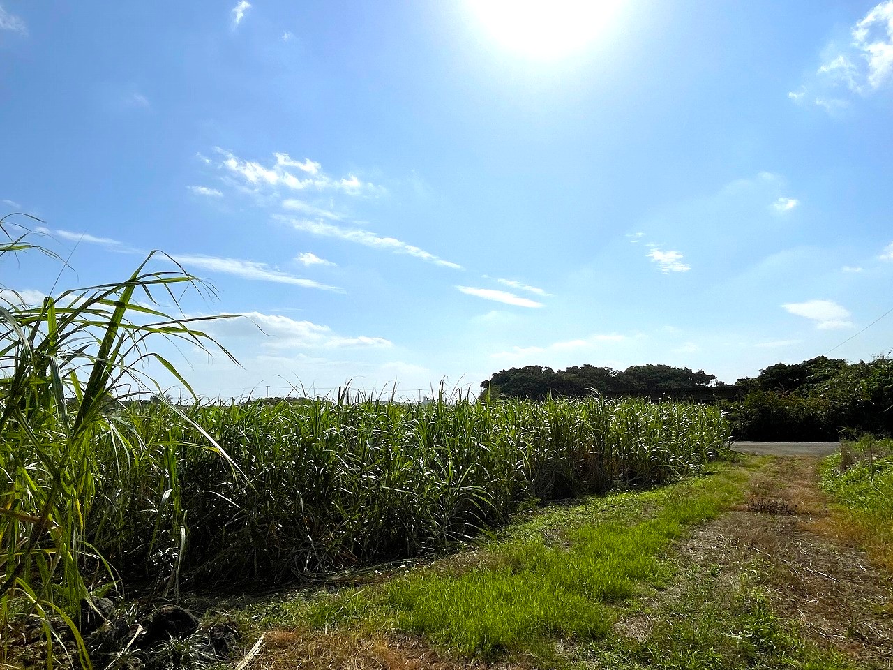 平良東仲宗根添　宮原公園近く　5104坪　畑　