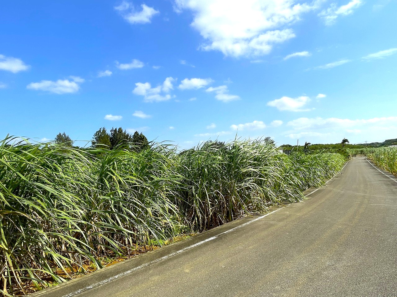 平良東仲宗根添　宮原公園近く　5104坪　畑　