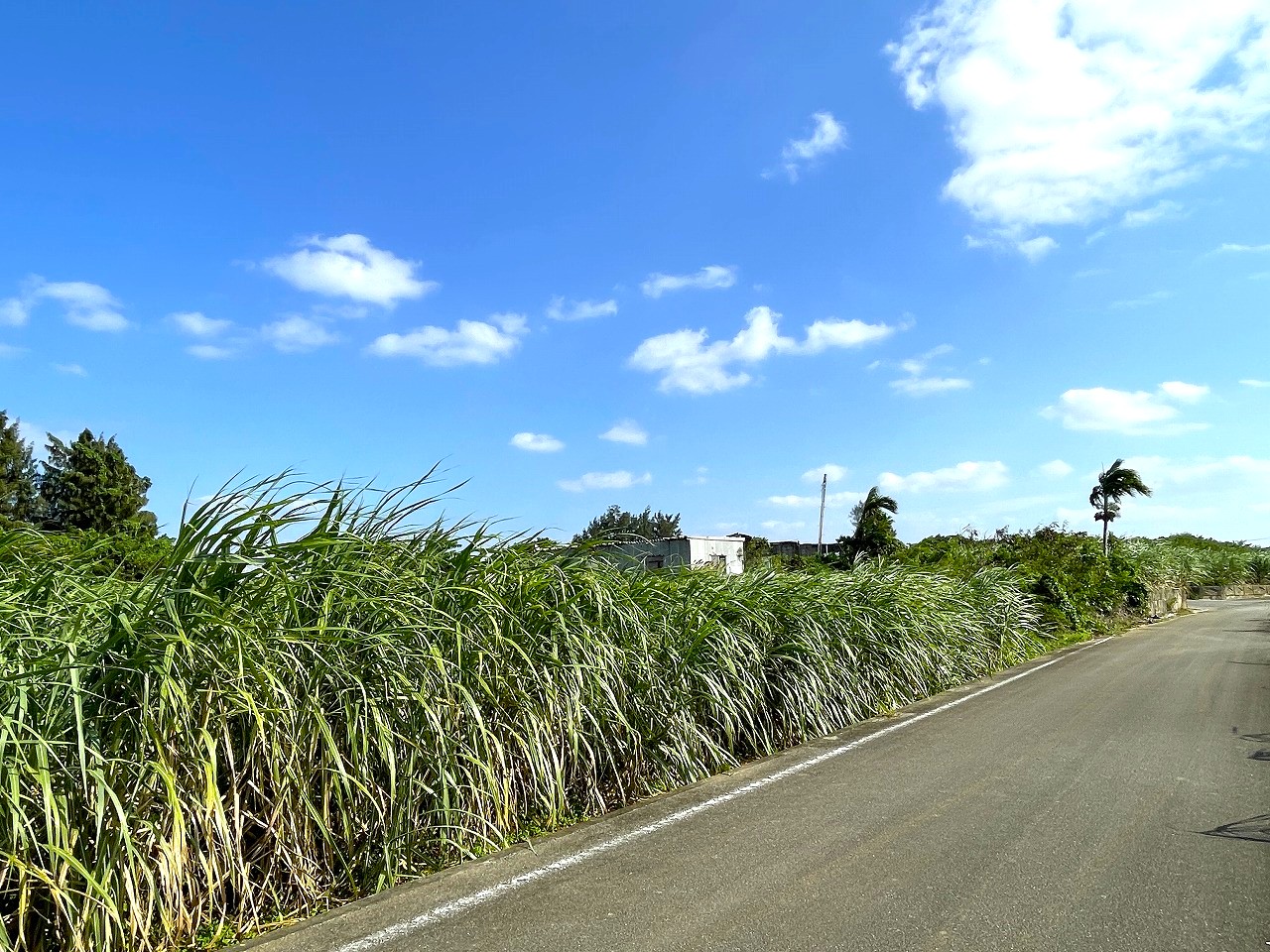 平良東仲宗根添　宮原公園近く　5104坪　畑　