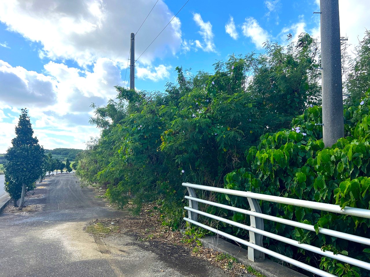 城辺長間 長北海岸近く県道83号線沿い 1639坪 原野（一部保安林）