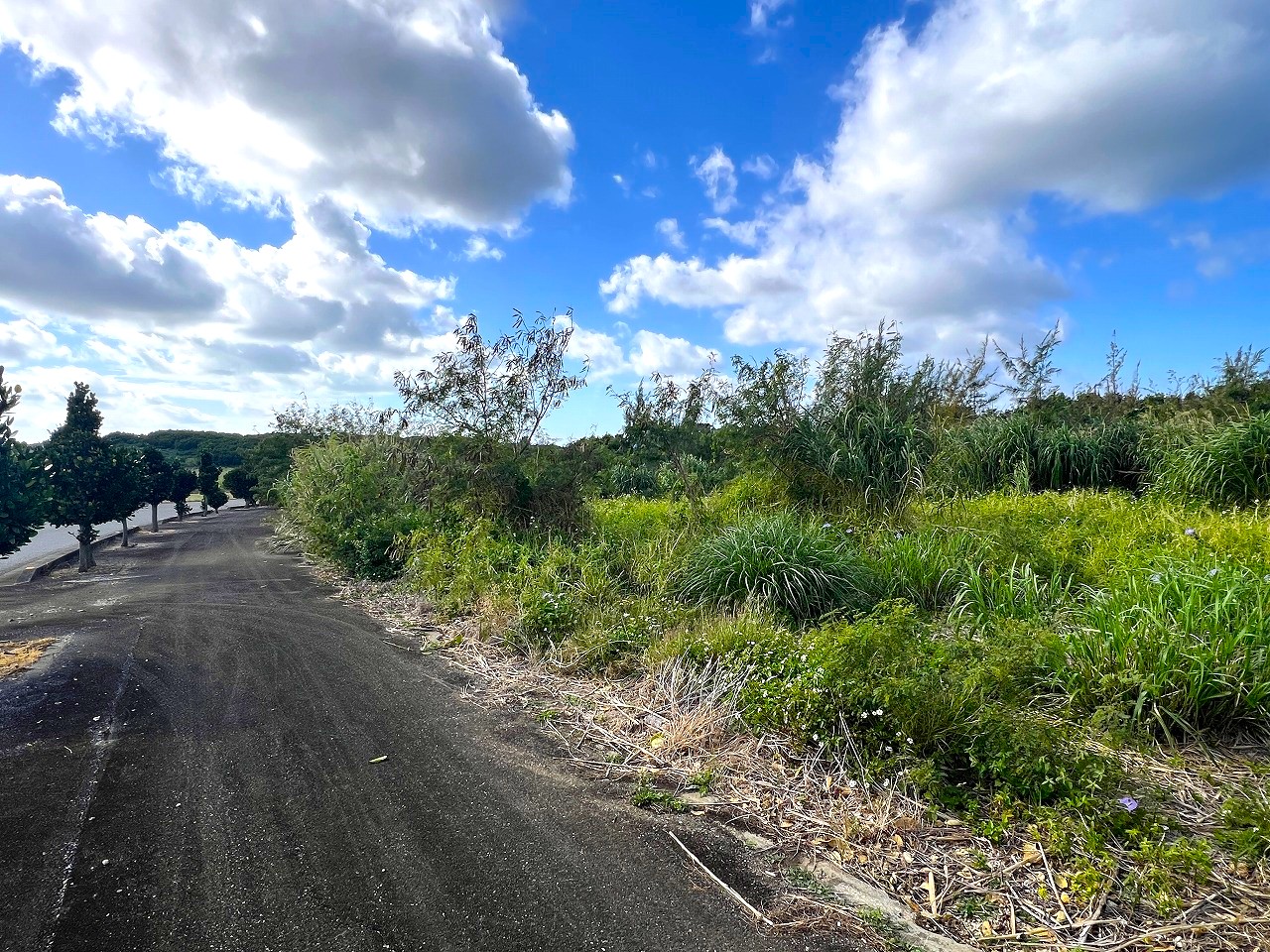 城辺長間 長北海岸近く県道83号線沿い 1639坪 原野（一部保安林）