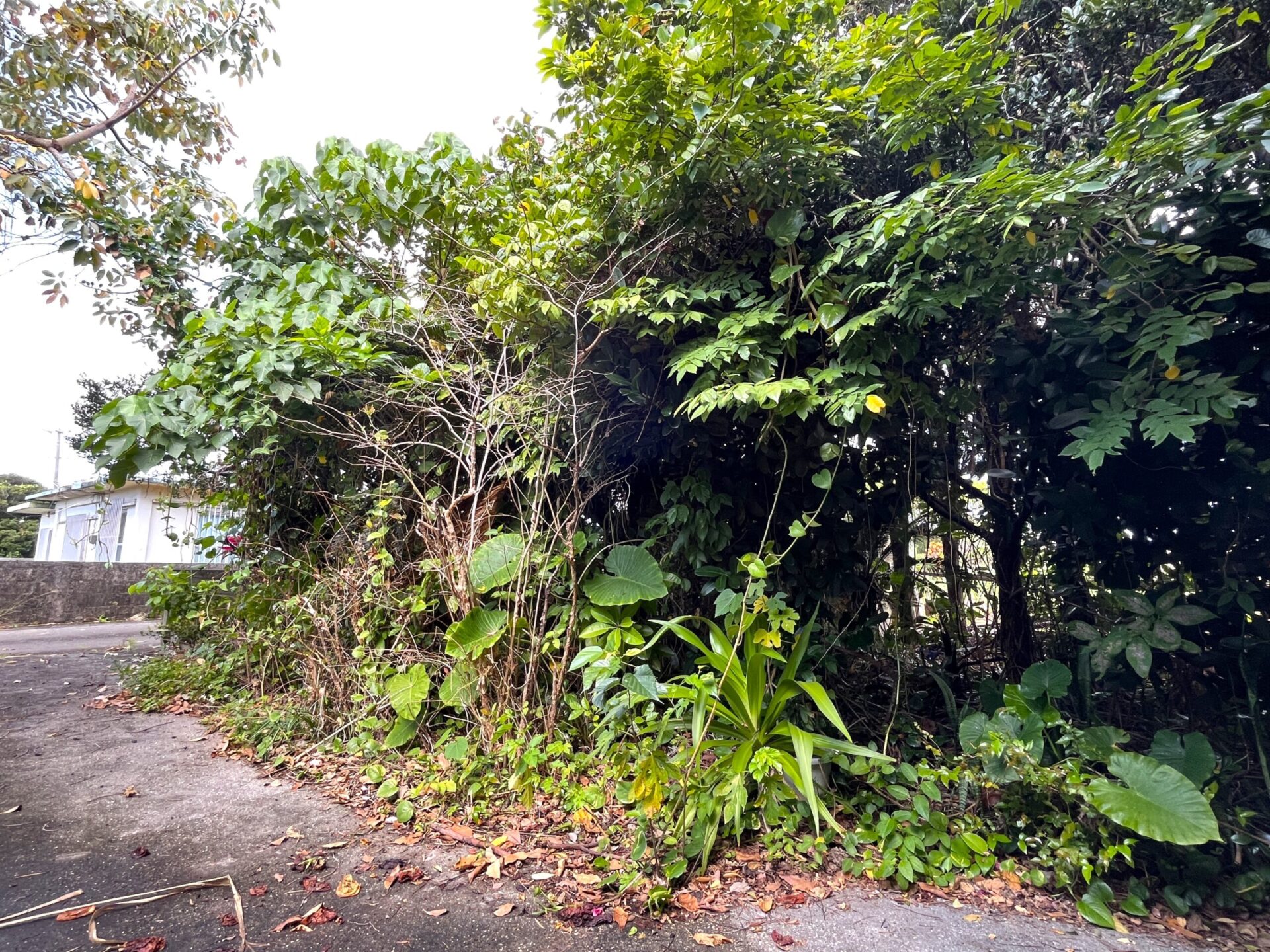 城辺友利　仲原鍾乳洞近く　179坪　宅地（未登記古家あり）