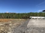 平良下里　うむやすみゃあす・ん診療所近く　113坪　雑種地