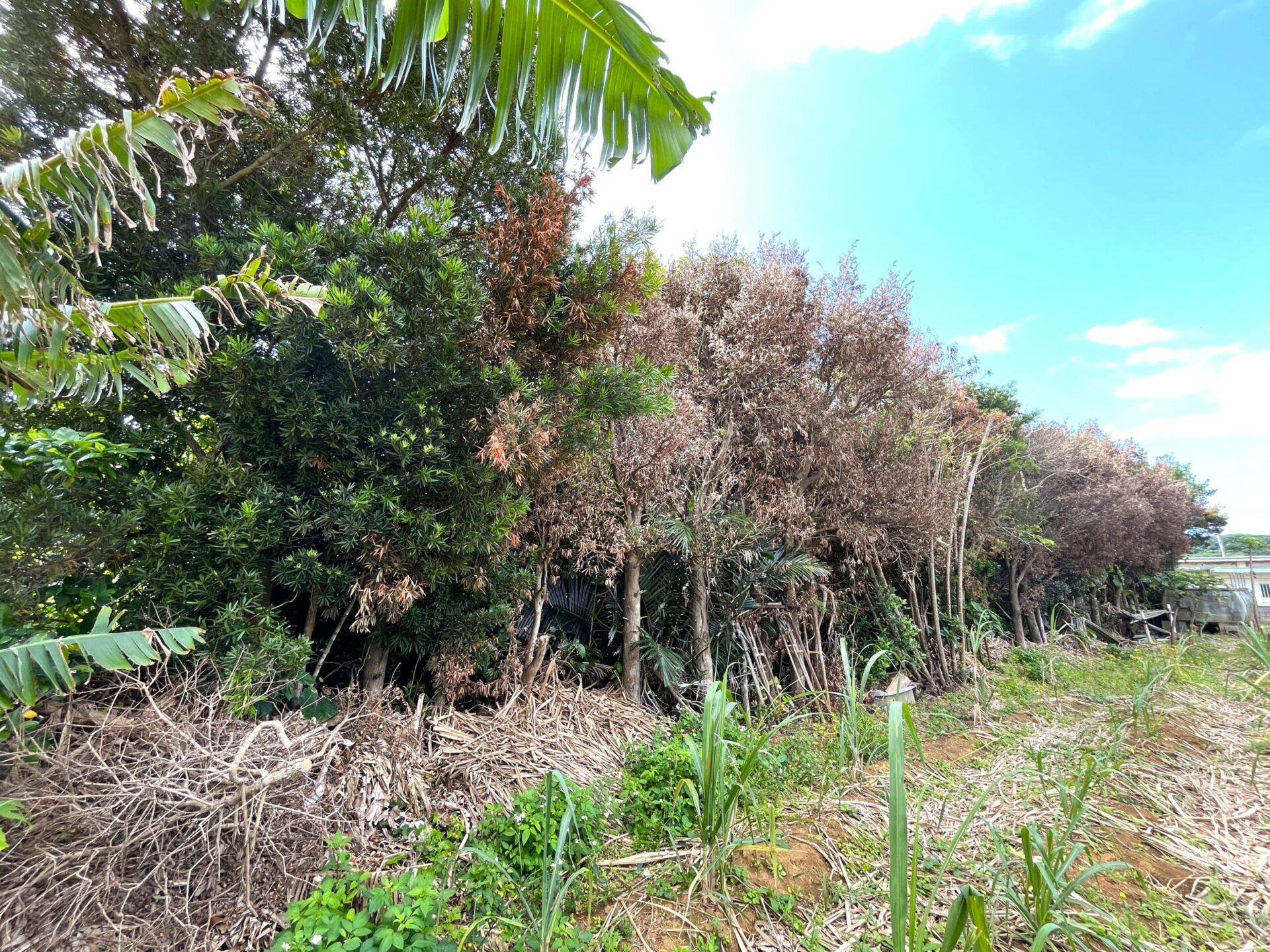 城辺友利　仲原鍾乳洞近く　179坪　宅地（未登記古家あり）