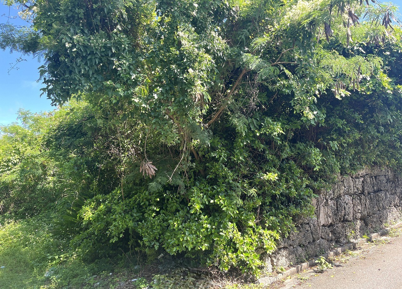 伊良部　長浜多目的施設バス停伊良部前　145坪　畑
