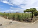 伊良部 渡口の浜近く 356坪 宅地