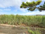 伊良部　渡口の浜近く　356坪　宅地