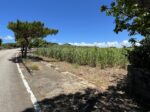 伊良部　渡口の浜近く　356坪　宅地