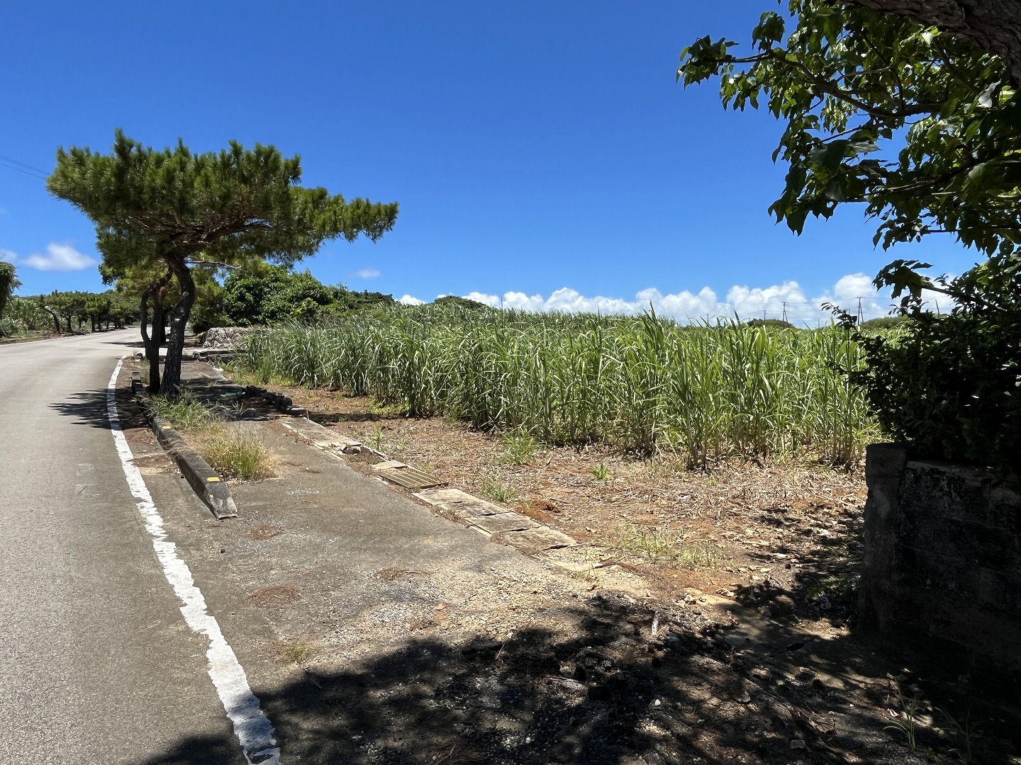 伊良部　渡口の浜近く　356坪　宅地