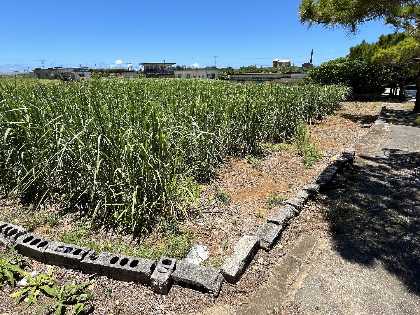 伊良部　渡口の浜近く　356坪　宅地