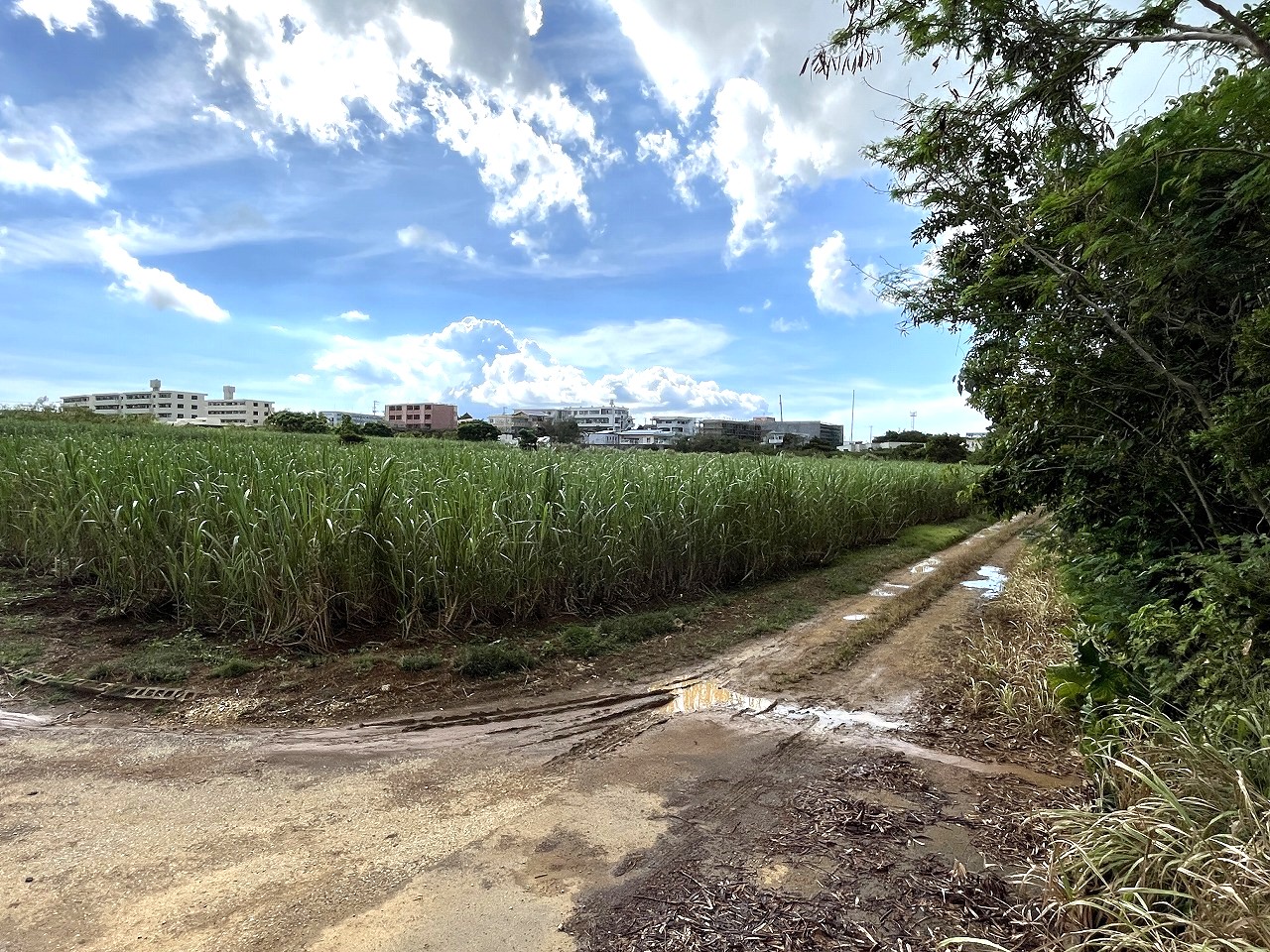 平良下里腰原　ゆとりある土地　約801坪　原野