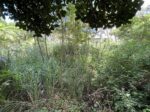 平良西仲宗根　平良港近く　約74坪　宅地（未登記古家あり）