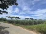 下地川満 県道200号線沿い 約2.2反 農用地