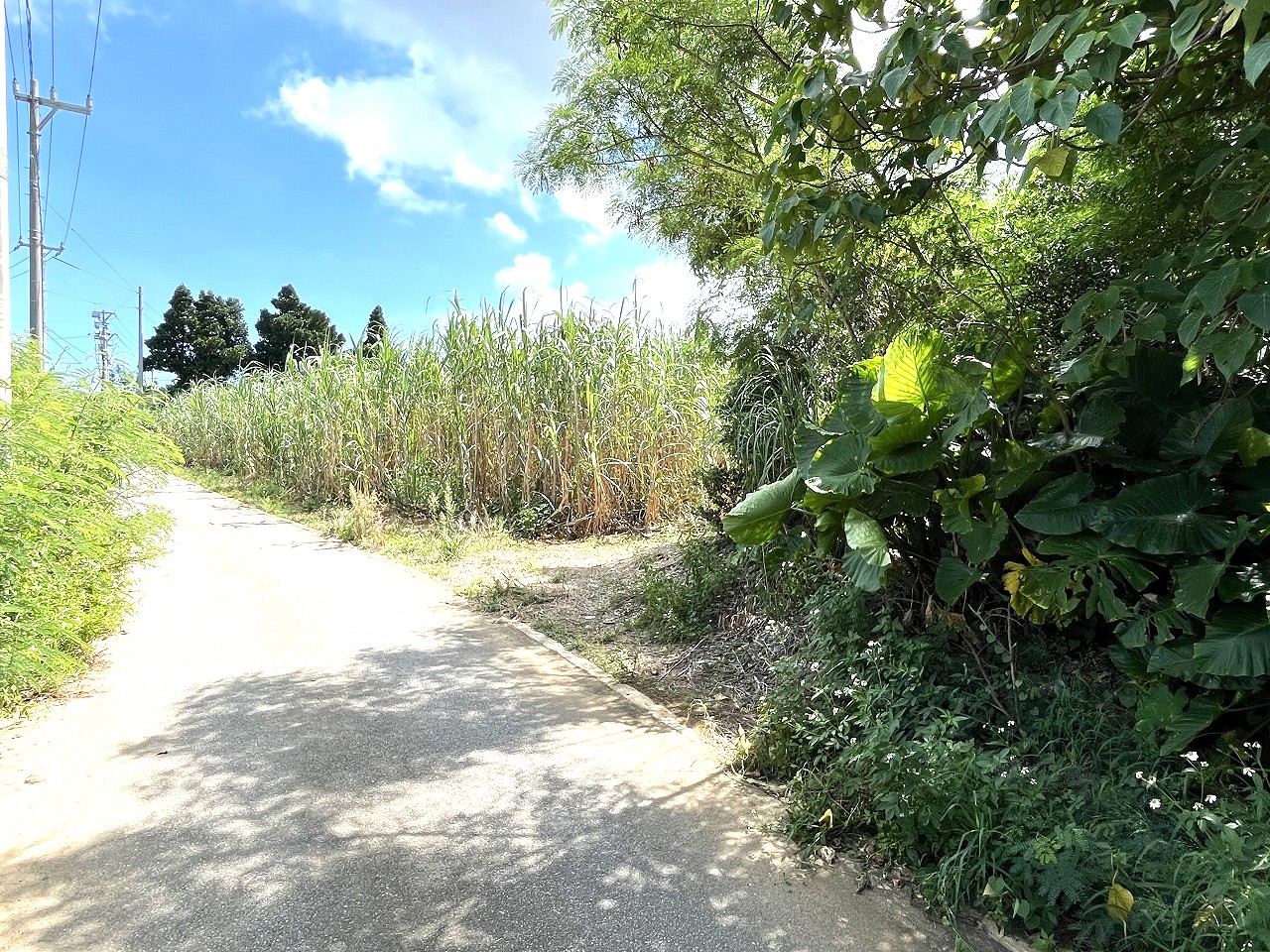 平良西仲宗根　北団地近く　約515坪　畑