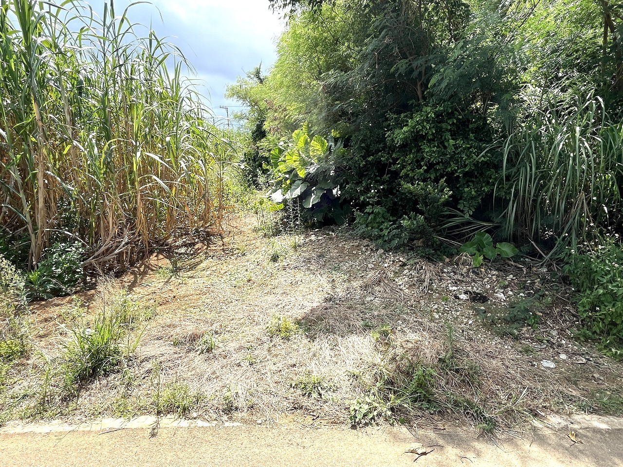 平良西仲宗根　北団地近く　約515坪　畑